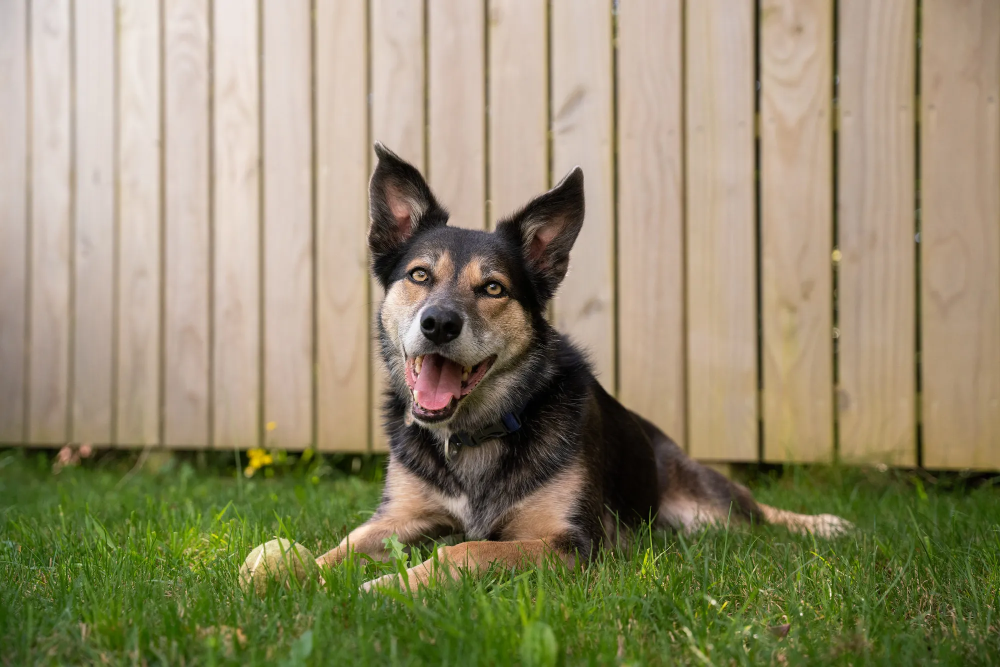 Dog lying on the grass in front of a wooden fence